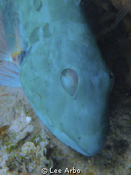 Parrot fish catching a nap in Honduras by Lee Arbo 